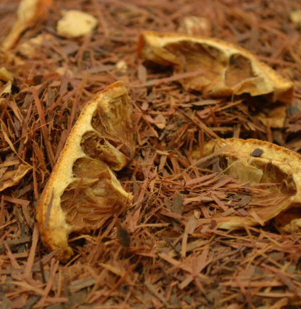 Lapacho Orange & Vanilla