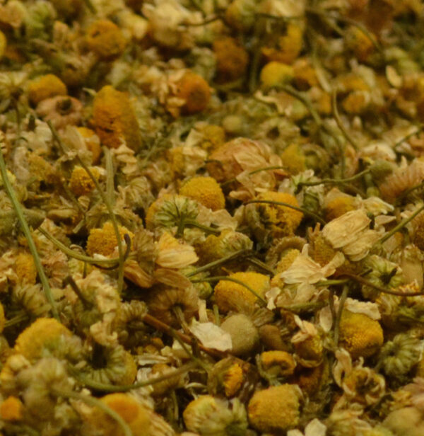 Camomile Blossoms