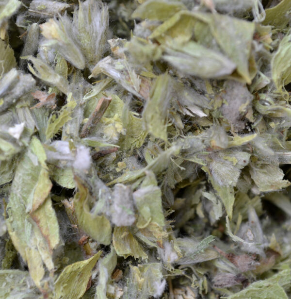 Shepherd's Tea - Greek Mountain Tea
