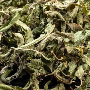 Lemon Verbena